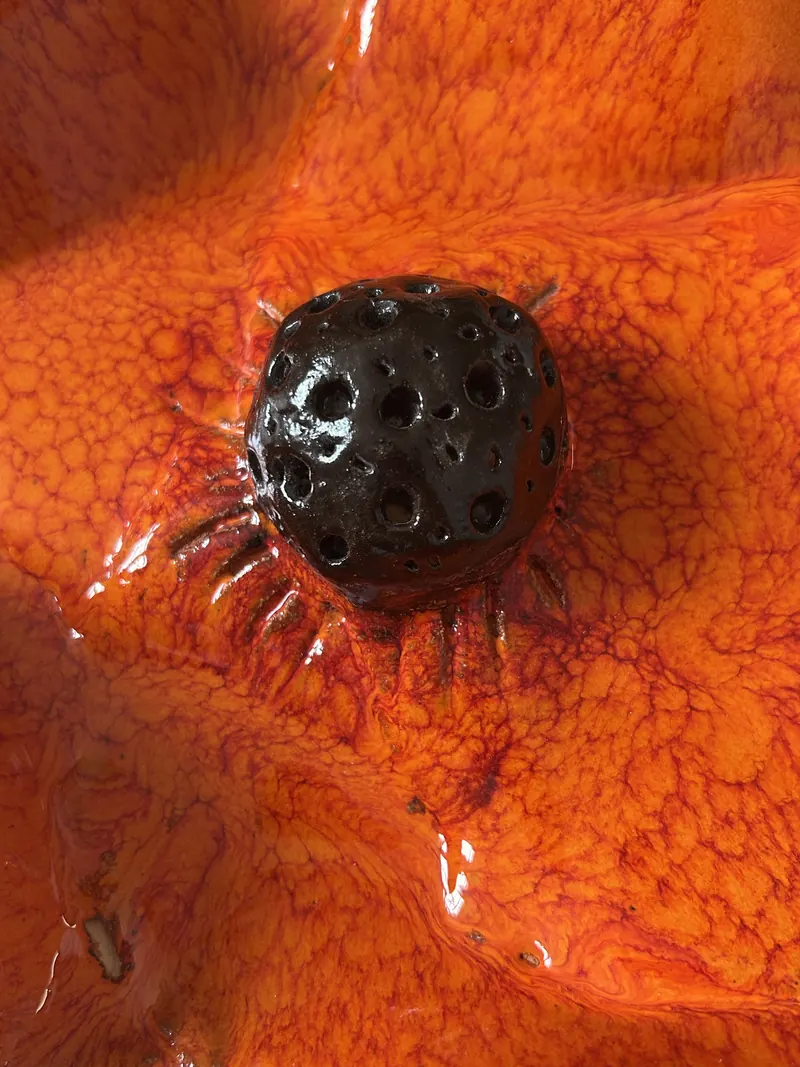 Le cœur noir alvéolé d'un coquelicot en céramique, au milieu de pétales émaillés orange vif.